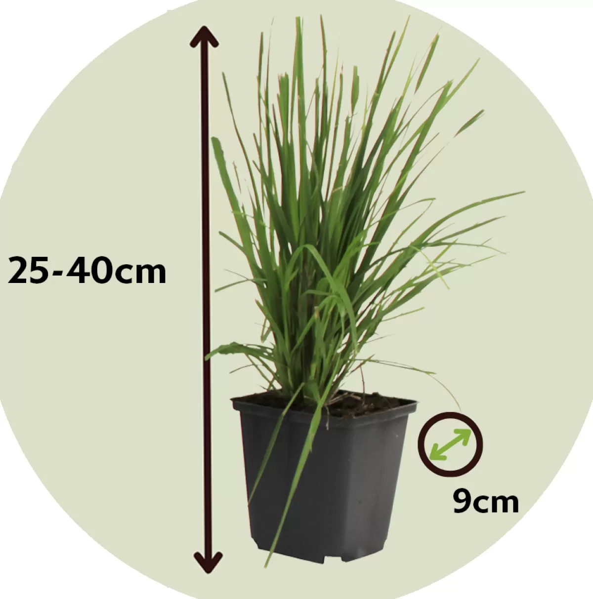 Brico Planten-Cortaderia Selloana - Set Van 3 - Siergras - Roze - Pot 9Cm - Hoogte 25-40Cm
