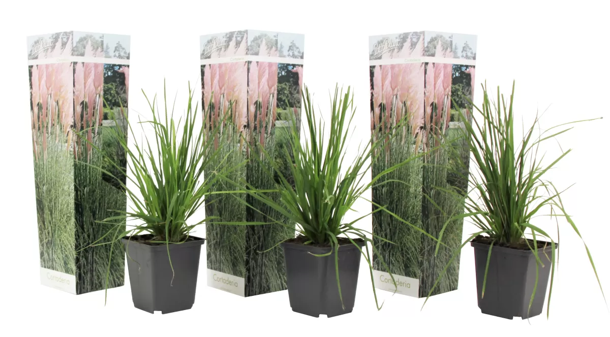 Brico Planten-Cortaderia Selloana - Set Van 3 - Siergras - Roze - Pot 9Cm - Hoogte 25-40Cm