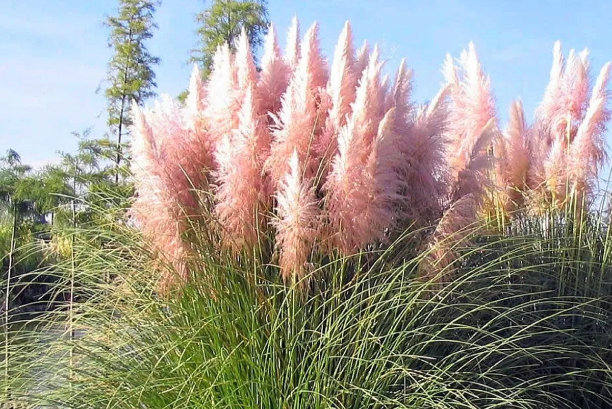 Brico Planten-Cortaderia Selloana - Set Van 3 - Siergras - Roze - Pot 9Cm - Hoogte 25-40Cm