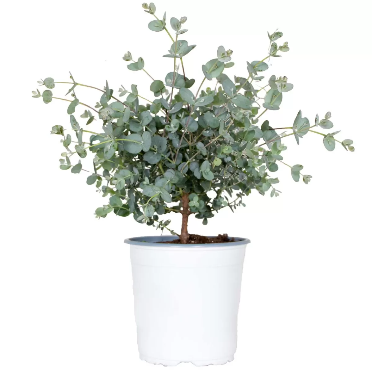 Brico Planten-Eucalyptus Gunnii - Gomboom - Heester - Groenblijvend - 14 Cm - ↕25-35 Cm