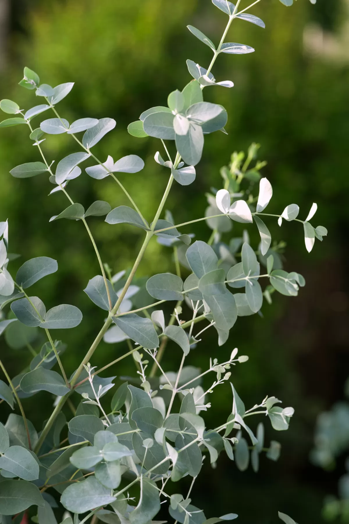 Brico Planten-Eucalyptus Silver Dollar - Winterharde Eucalyptus - Pot 19Cm - Hoogte 100-110Cm