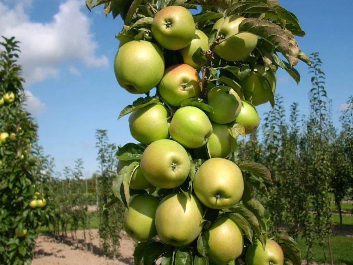 Brico Planten-Fruitbomen - Mix Van 4 - Prunus - Pyrus - Malus - Pot 9Cm - Hoogte 60-70Cm