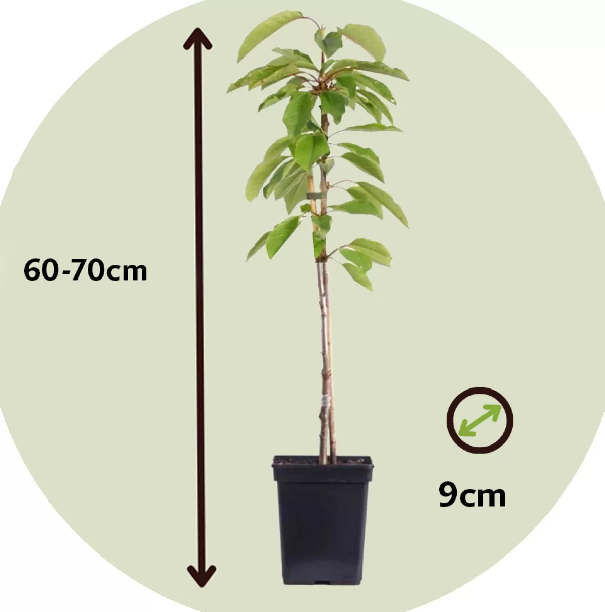 Brico Planten-Fruitbomen - Mix Van 4 - Prunus - Pyrus - Malus - Pot 9Cm - Hoogte 60-70Cm