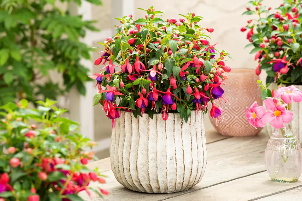 Brico Planten-Fuchsia - Mix Van 6 - Sarah, Lady Thumb, Ricartonnii - Pot 9Cm - Hoogte 10-20Cm