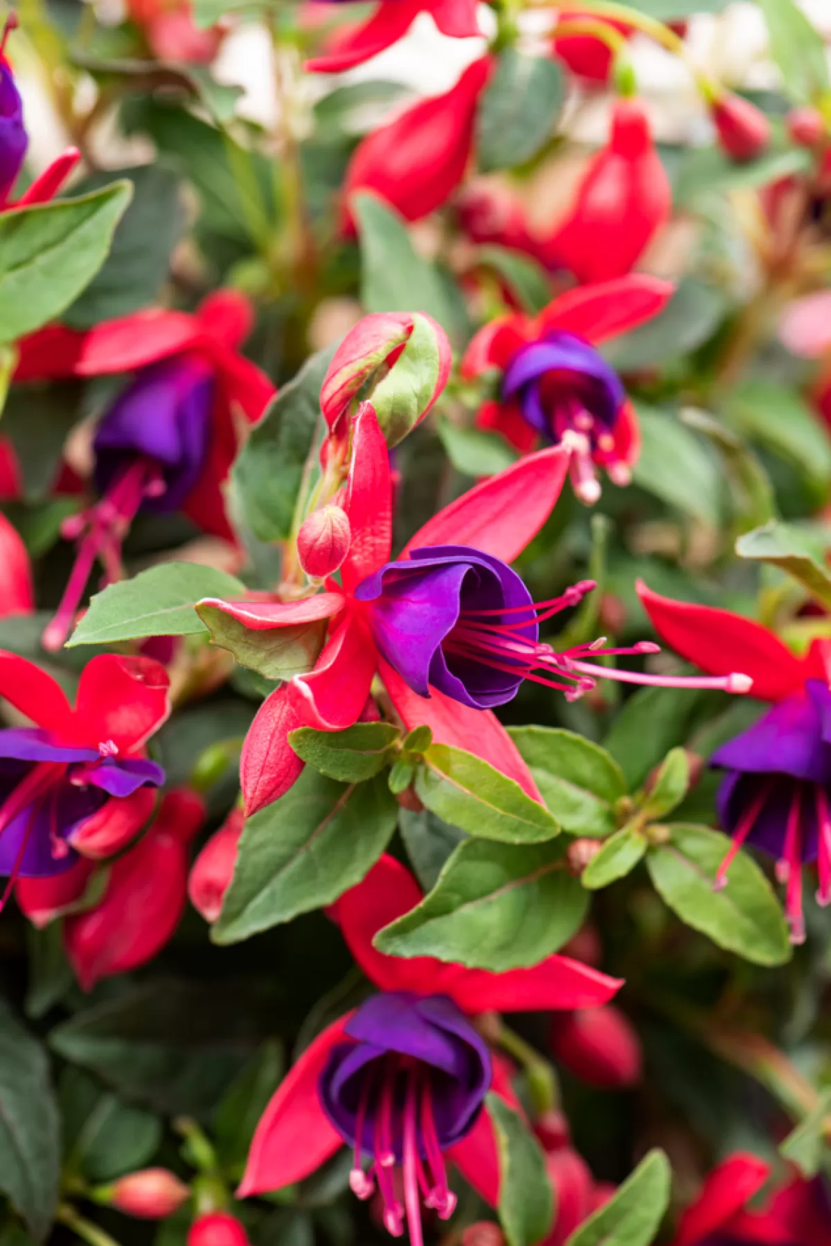 Brico Planten-Fuchsia - Mix Van 6 - Sarah, Lady Thumb, Ricartonnii - Pot 9Cm - Hoogte 10-20Cm
