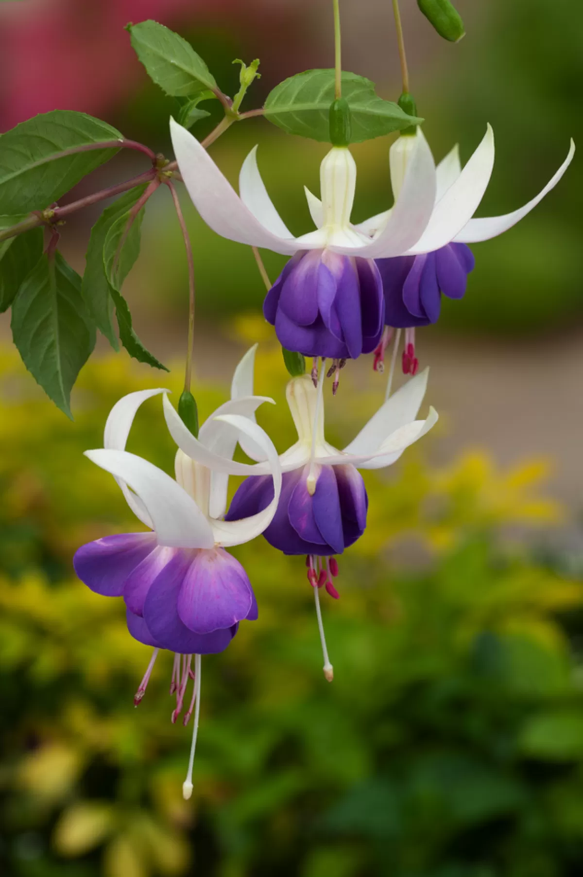Brico Planten-Fuchsia - Mix Van 6 - Sarah, Lady Thumb, Ricartonnii - Pot 9Cm - Hoogte 10-20Cm
