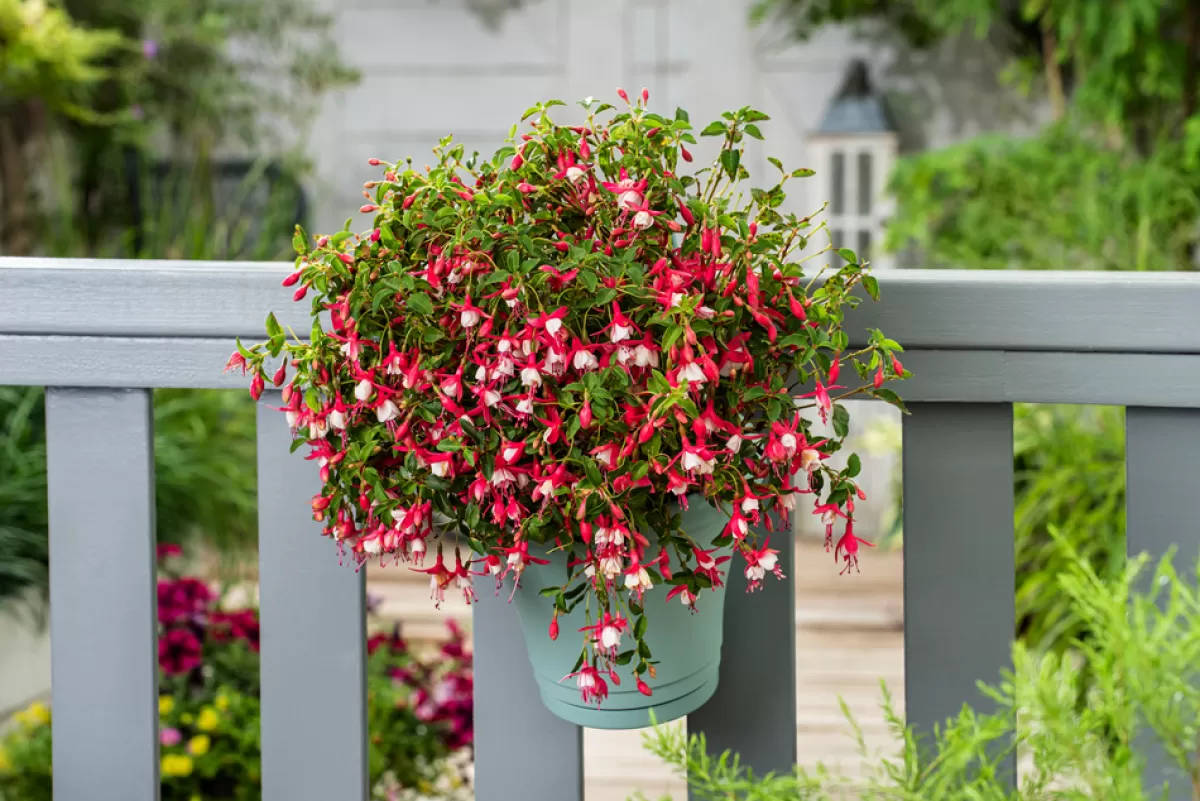 Brico Planten-Fuchsia - Mix Van 6 - Sarah, Lady Thumb, Ricartonnii - Pot 9Cm - Hoogte 10-20Cm