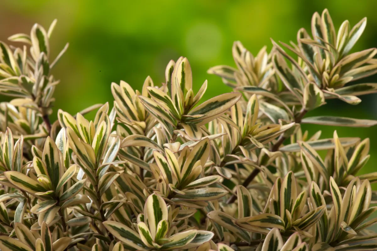 Brico Planten-Hebe Pinguifolia - Mix Van 12 - Struikveronica - Pot 10.5Cm - Hoogte 15-20Cm