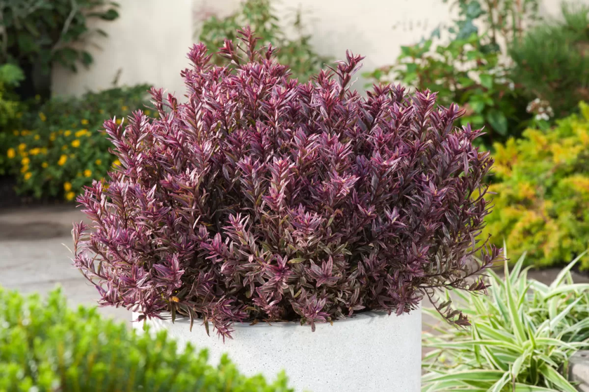 Brico Planten-Hebe Pinguifolia - Mix Van 12 - Struikveronica - Pot 10.5Cm - Hoogte 15-20Cm