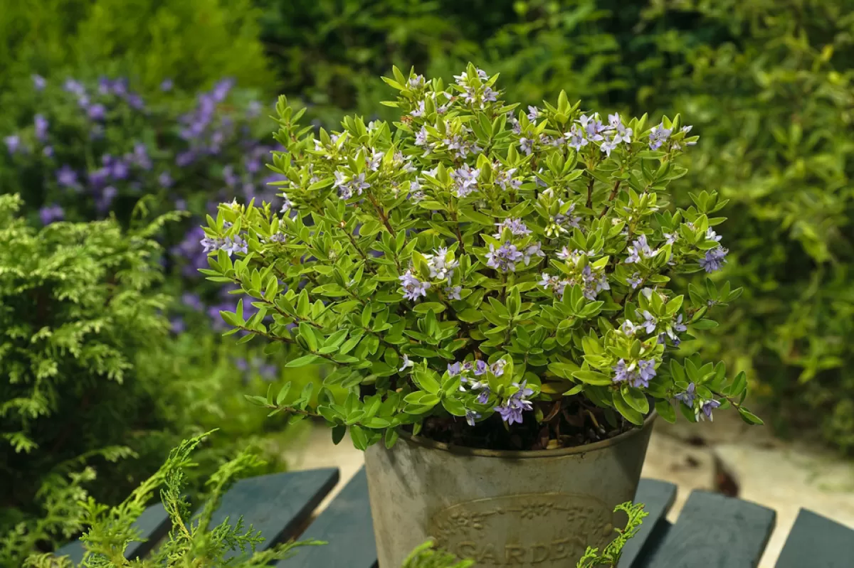 Brico Planten-Hebe Pinguifolia - Mix Van 12 - Struikveronica - Pot 10.5Cm - Hoogte 15-20Cm