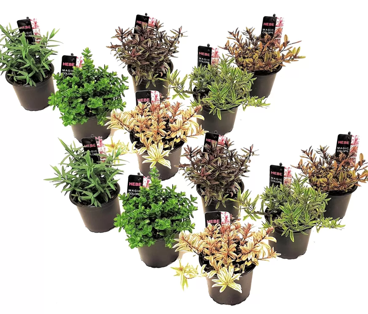 Brico Planten-Hebe Pinguifolia - Mix Van 12 - Struikveronica - Pot 10.5Cm - Hoogte 15-20Cm