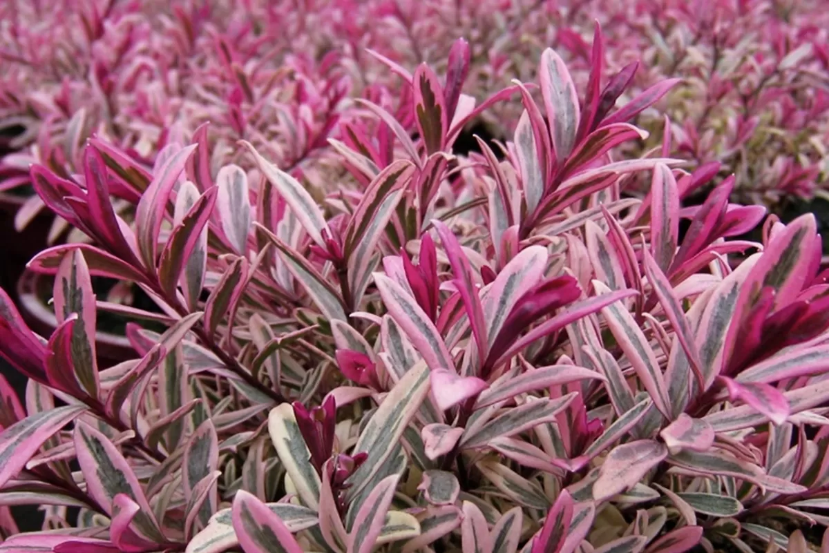 Brico Planten-Hebe Pinguifolia - Mix Van 12 - Struikveronica - Pot 10.5Cm - Hoogte 15-20Cm