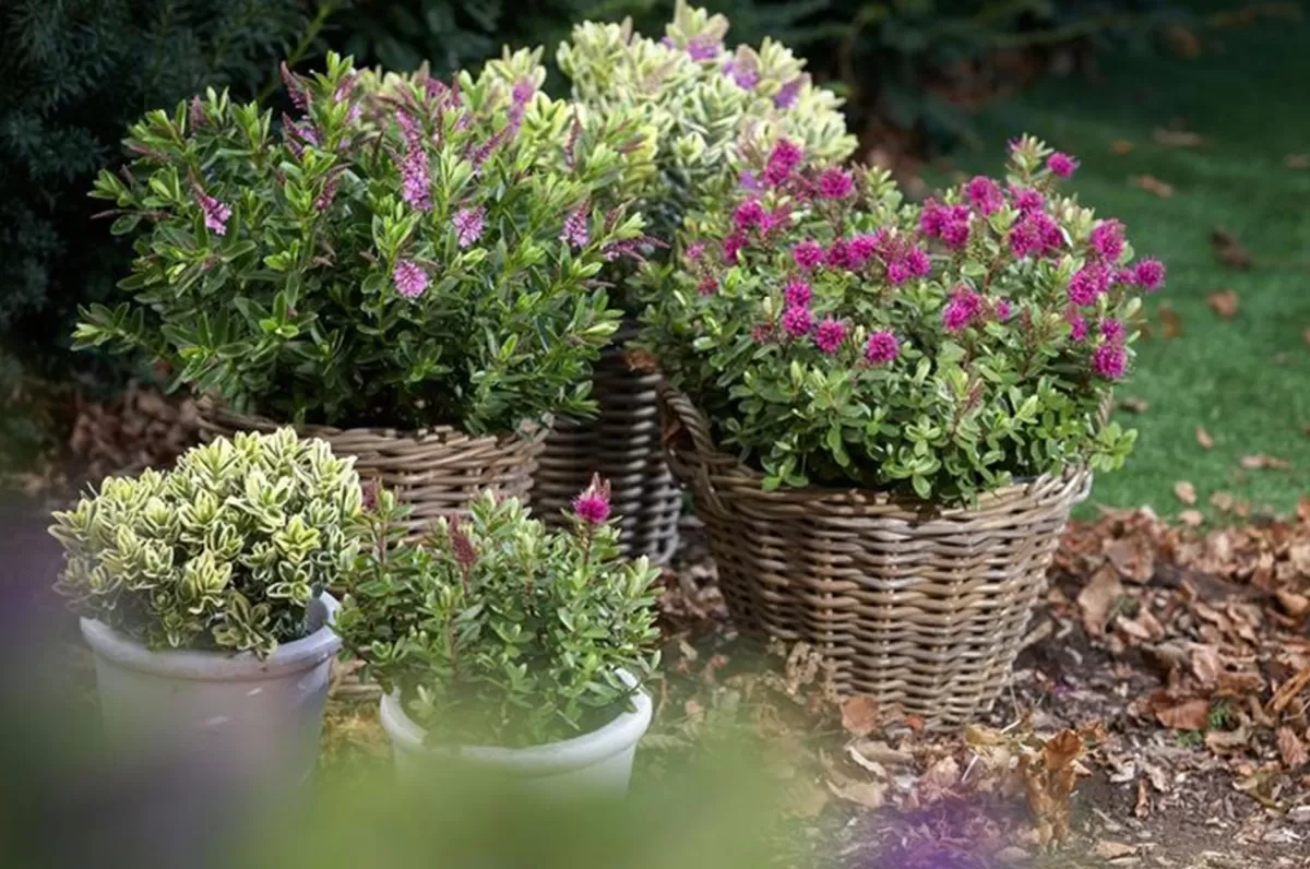 Brico Planten-Hebe Pinguifolia - Mix Van 12 - Struikveronica - Pot 10.5Cm - Hoogte 15-20Cm