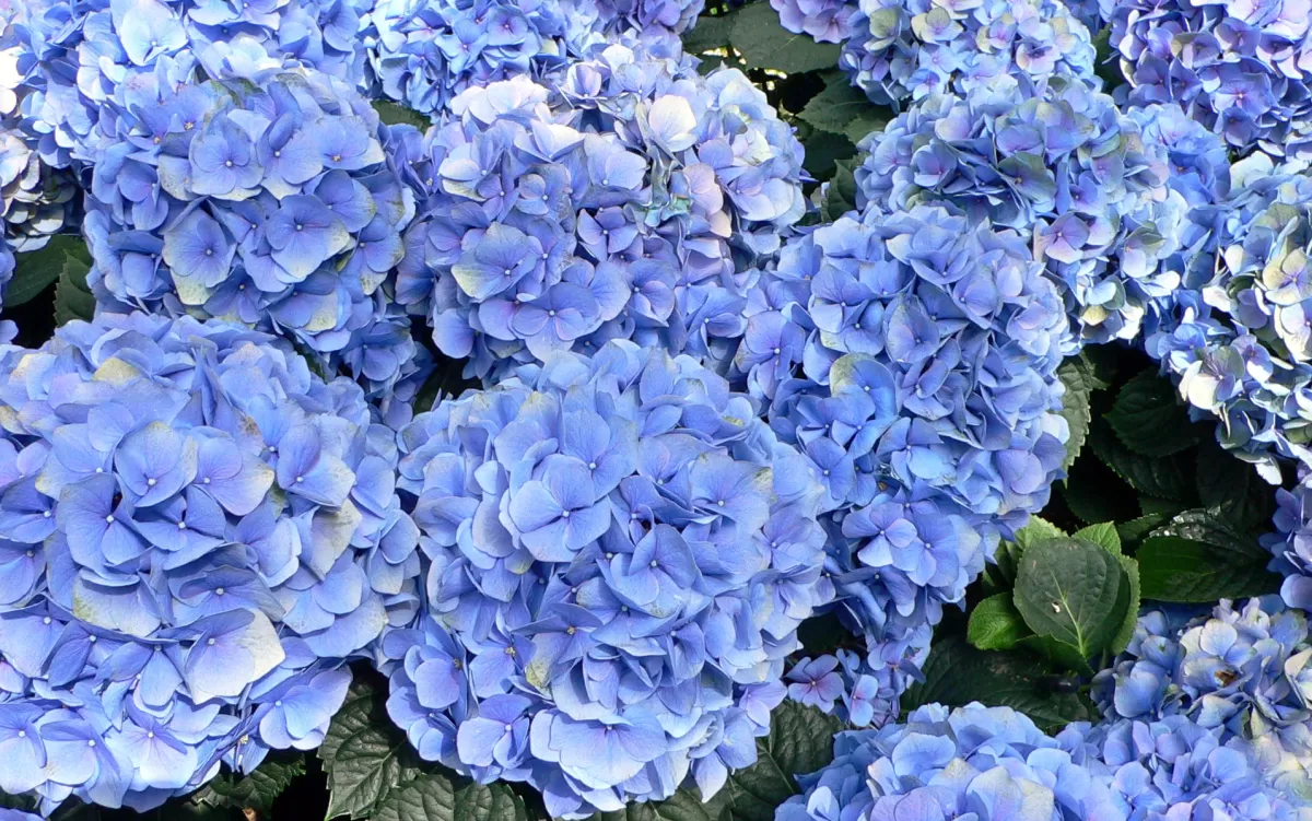 Brico Planten-Hydrangea Macrophylla - Blauw - Set Van 3 - Hortensia - Pot 9Cm - Hoogte 25-40Cm