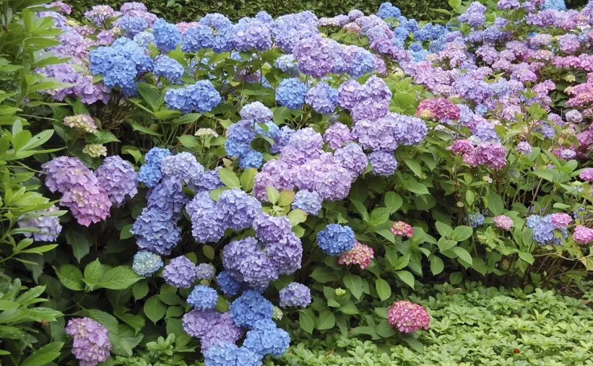 Brico Planten-Hydrangea Macrophylla - Blauw - Set Van 3 - Hortensia - Pot 9Cm - Hoogte 25-40Cm