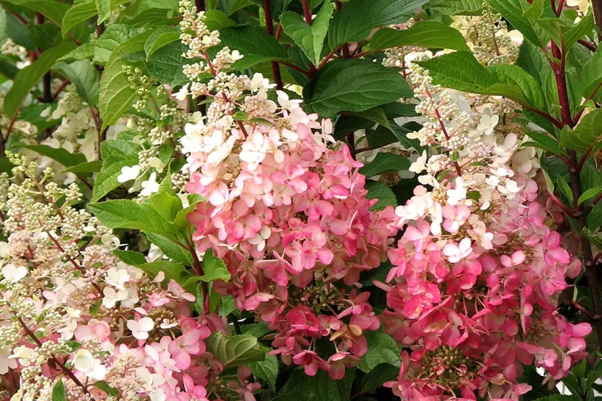 Brico Planten-Hydrangea 'Pinky Winky' - Pluimhortensia - Pot 19Cm - Hoogte 25-40Cm