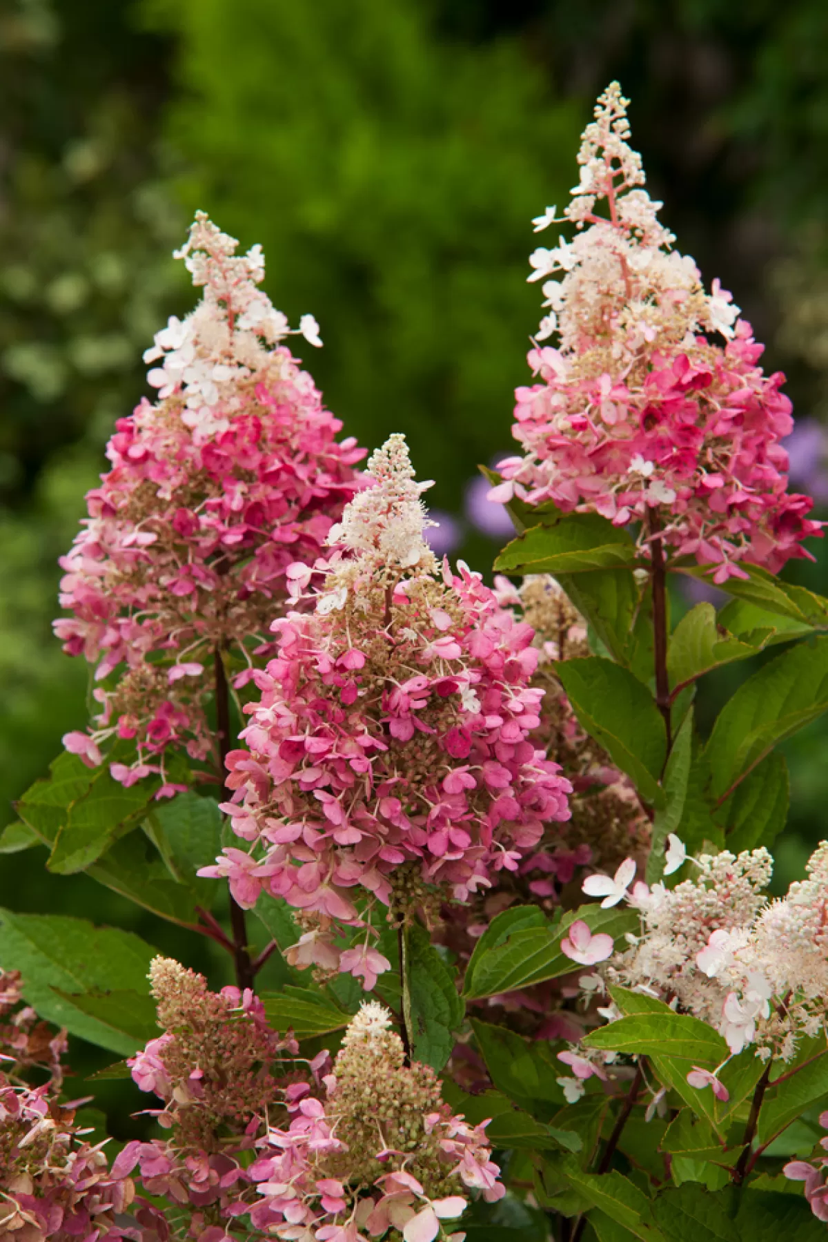 Brico Planten-Hydrangea 'Pinky Winky' - Pluimhortensia - Pot 19Cm - Hoogte 25-40Cm