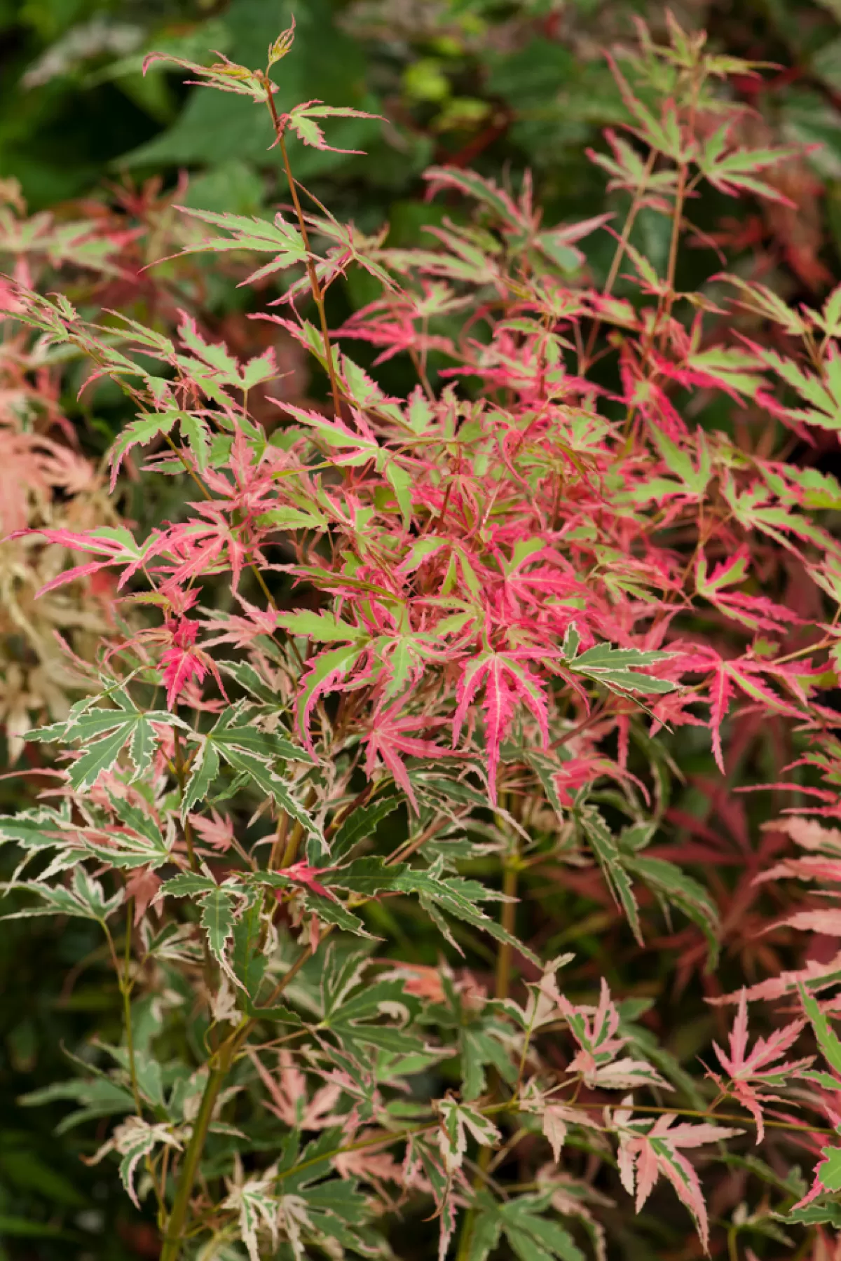Brico Planten-Japanese Maple 'Taylor' - "Limited Edition" - Pot 19Cm - Hoogte 50-60Cm