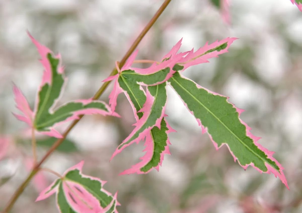 Brico Planten-Japanese Maple 'Taylor' - Set Van 2 - Esdoorn - Pot 19Cm - Hoogte 50-60Cm