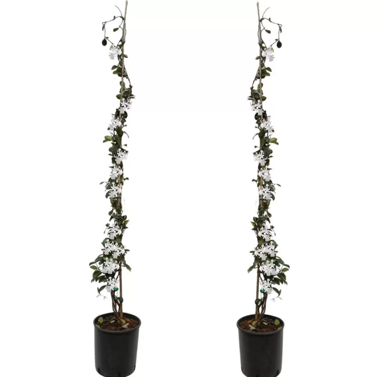 Brico Planten-Jasmijn Xl - Set Van 2 - Klimplant - Pot 17Cm - Hoogte 110-120Cm