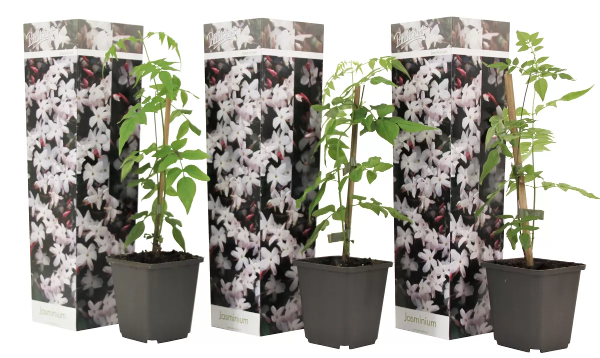 Brico Planten-Jasminoides Officinale - Set Van 3 - Wit - Jasmijn - Pot 9Cm - Hoogte 25-40Cm