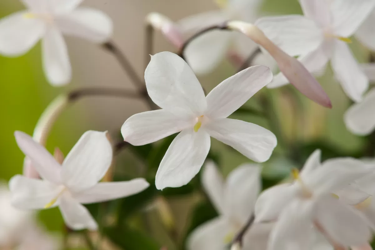 Brico Planten-Jasminoides Officinale - Set Van 3 - Wit - Jasmijn - Pot 9Cm - Hoogte 25-40Cm
