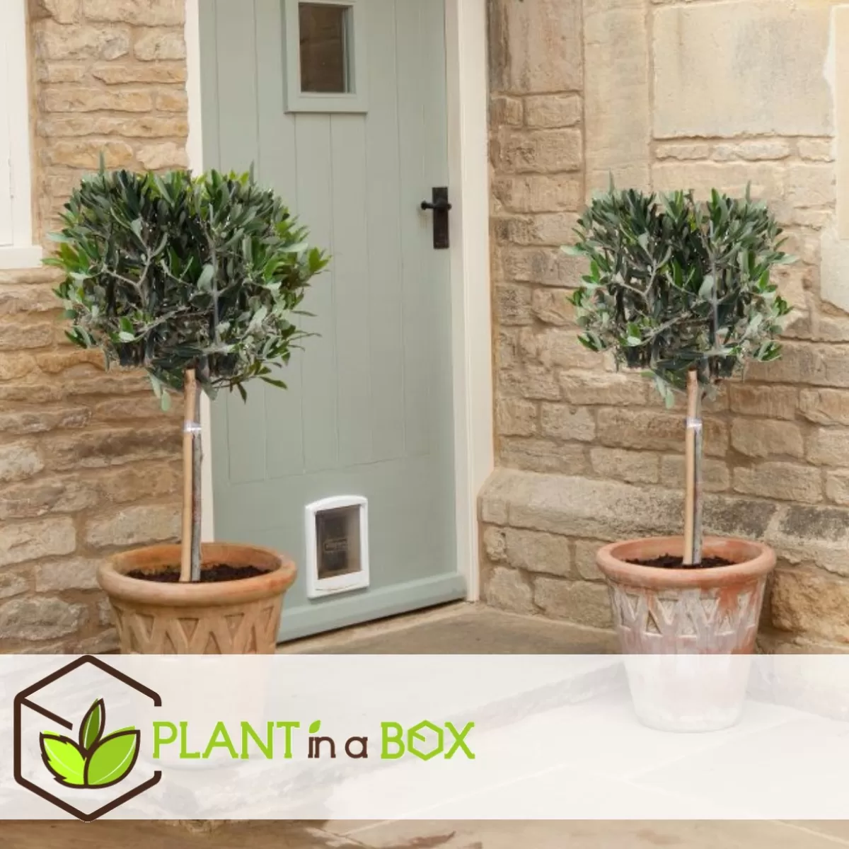 Brico Planten-Olea Europaea - Set Van 2 - Olijfboom Stam In Mand - Pot 14Cm - Hoogte 45-55Cm
