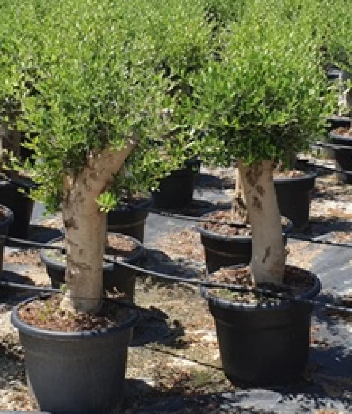 Brico Planten-Olijfboom (Olea) Stamomtrek Ca. 30-40Cm 40L 175Cm