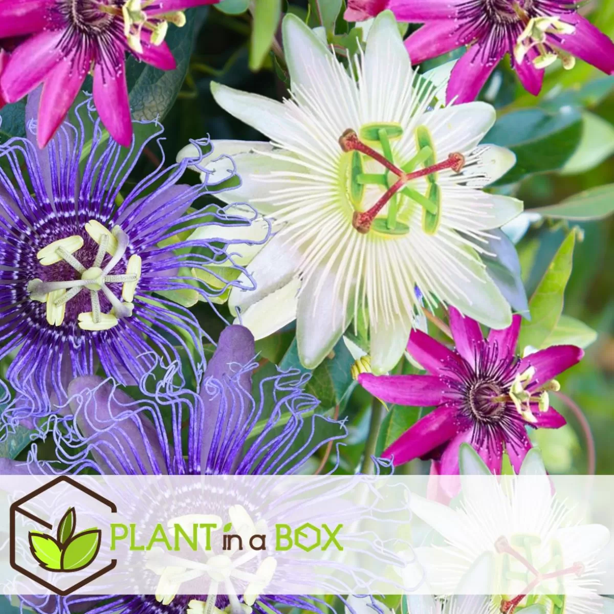 Brico Planten-Passiflora - Mix Van 6 - Klimplant - Pot 9Cm - Hoogte 25-40Cm