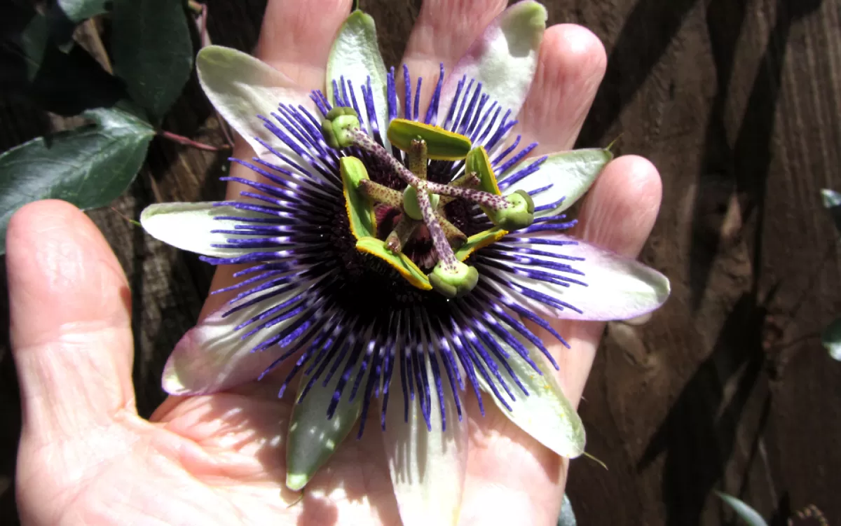 Brico Planten-Passiflora - Mix Van 6 - Klimplant - Pot 9Cm - Hoogte 25-40Cm