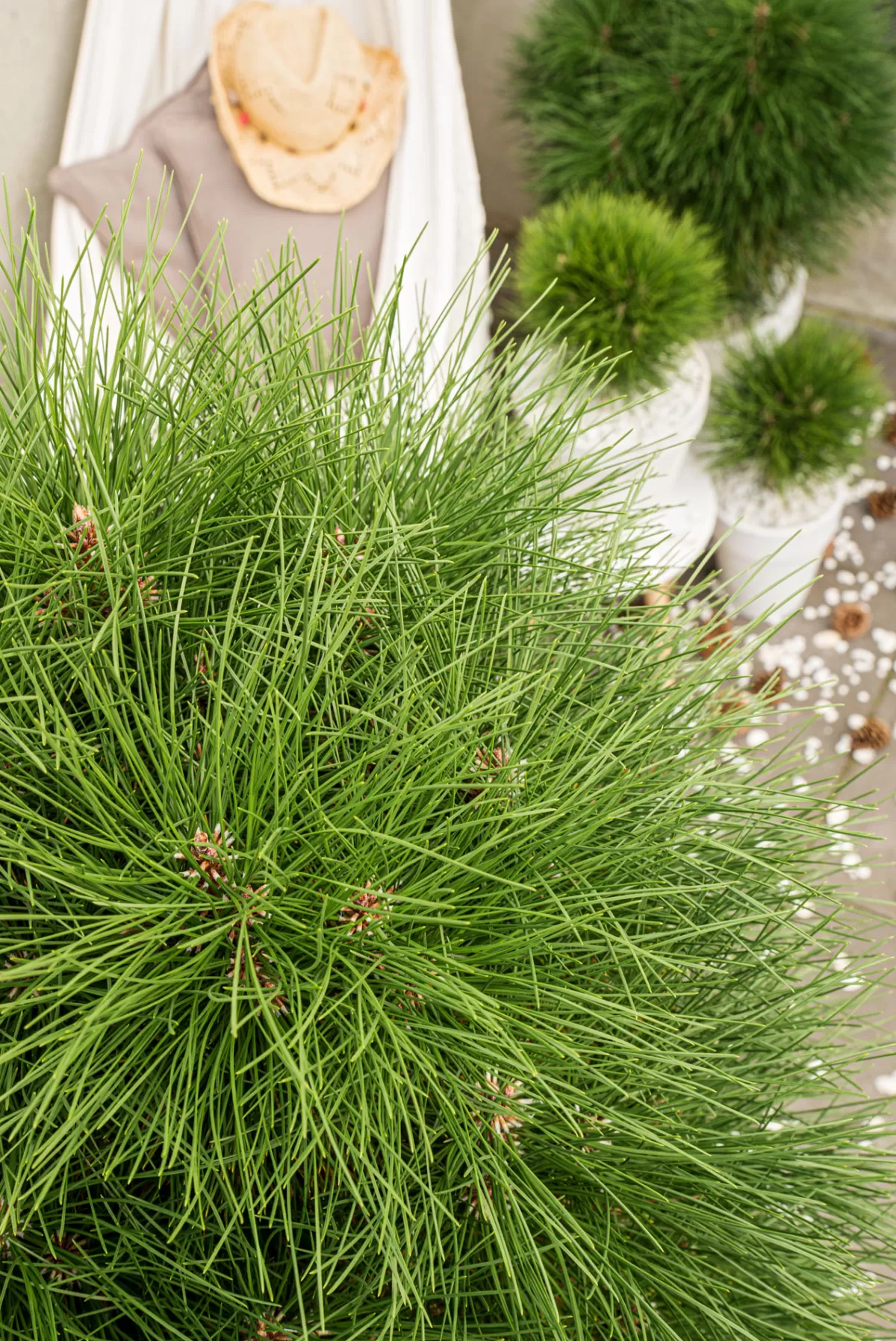 Brico Planten-Pinus Summer Breeze - Dwergden - Pot 24Cm - Hoogte 70-80Cm