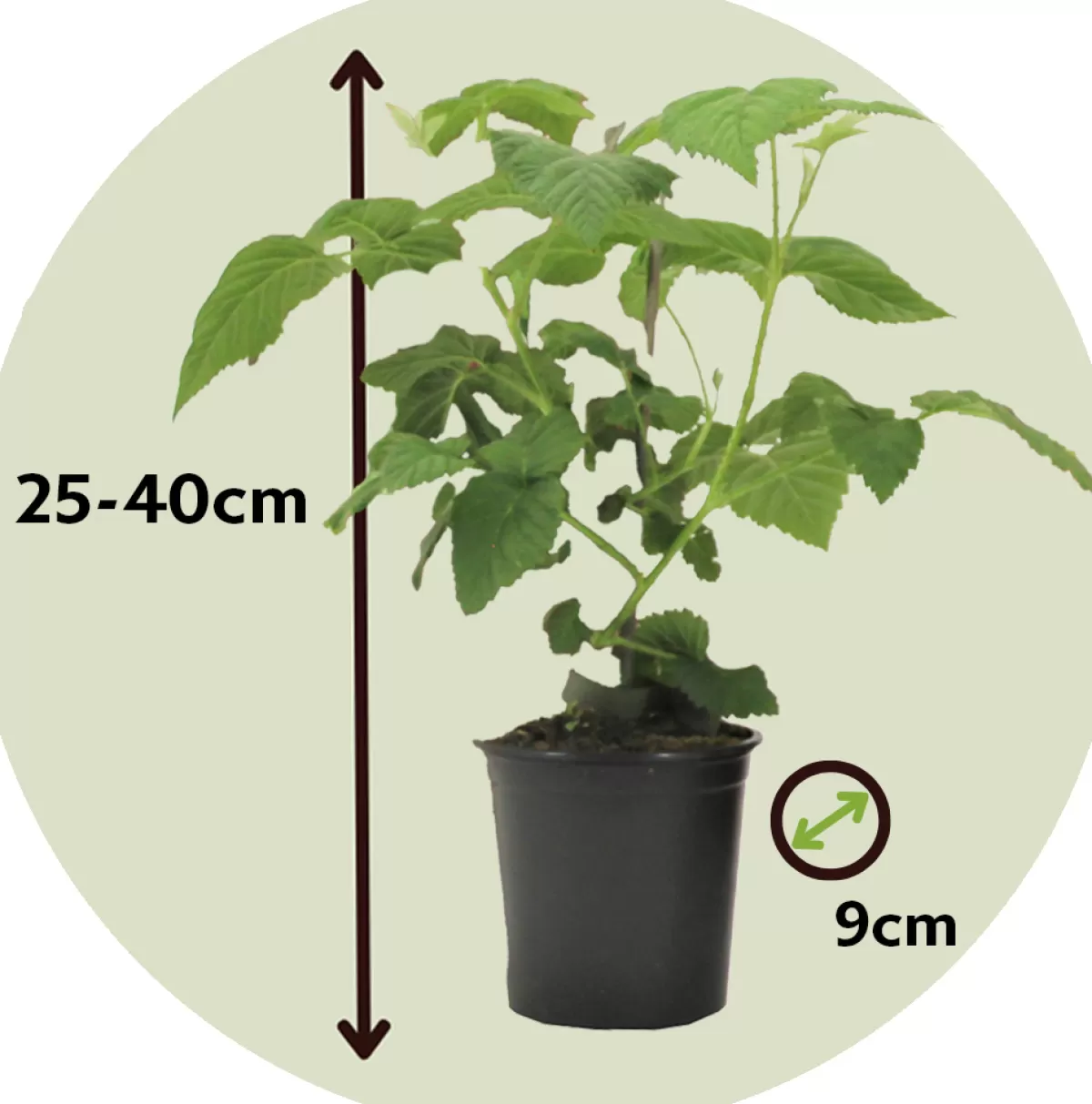 Brico Planten-Rubus 'Tayberry' - Set Van 3 - Tuinplant - Braamboos - Pot 9Cm - Hoogte 25-40Cm
