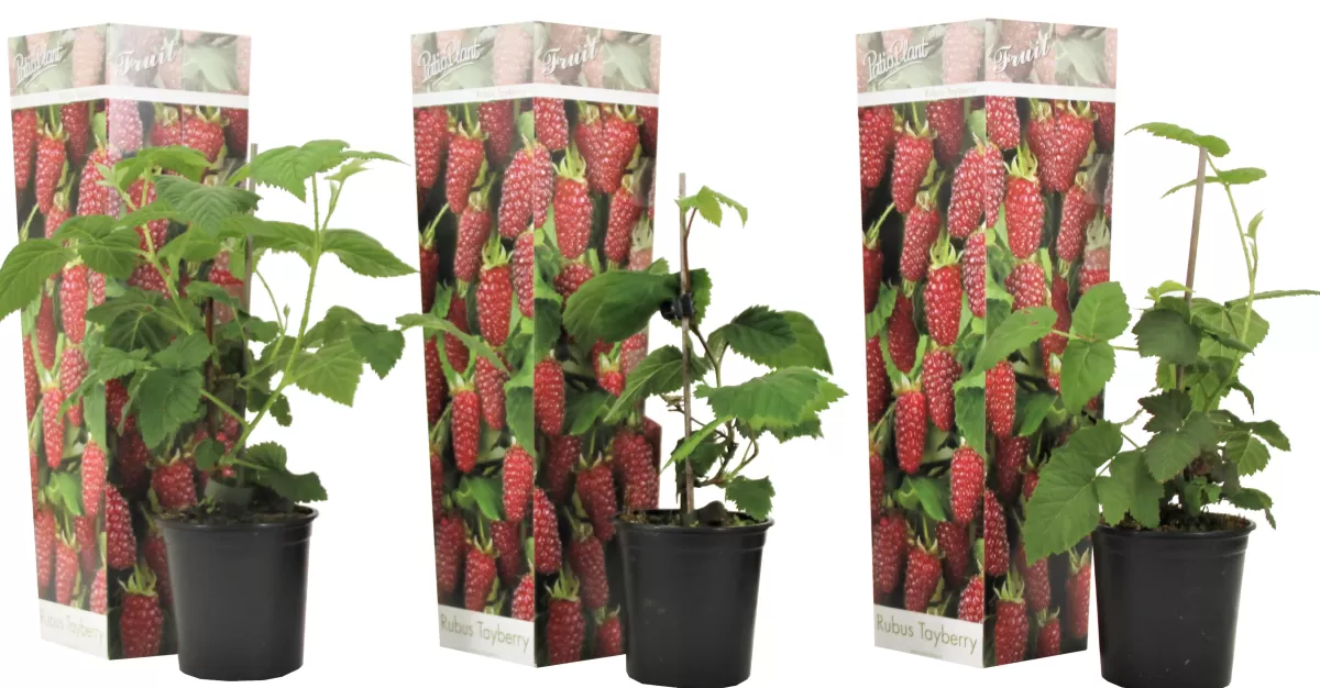 Brico Planten-Rubus 'Tayberry' - Set Van 3 - Tuinplant - Braamboos - Pot 9Cm - Hoogte 25-40Cm
