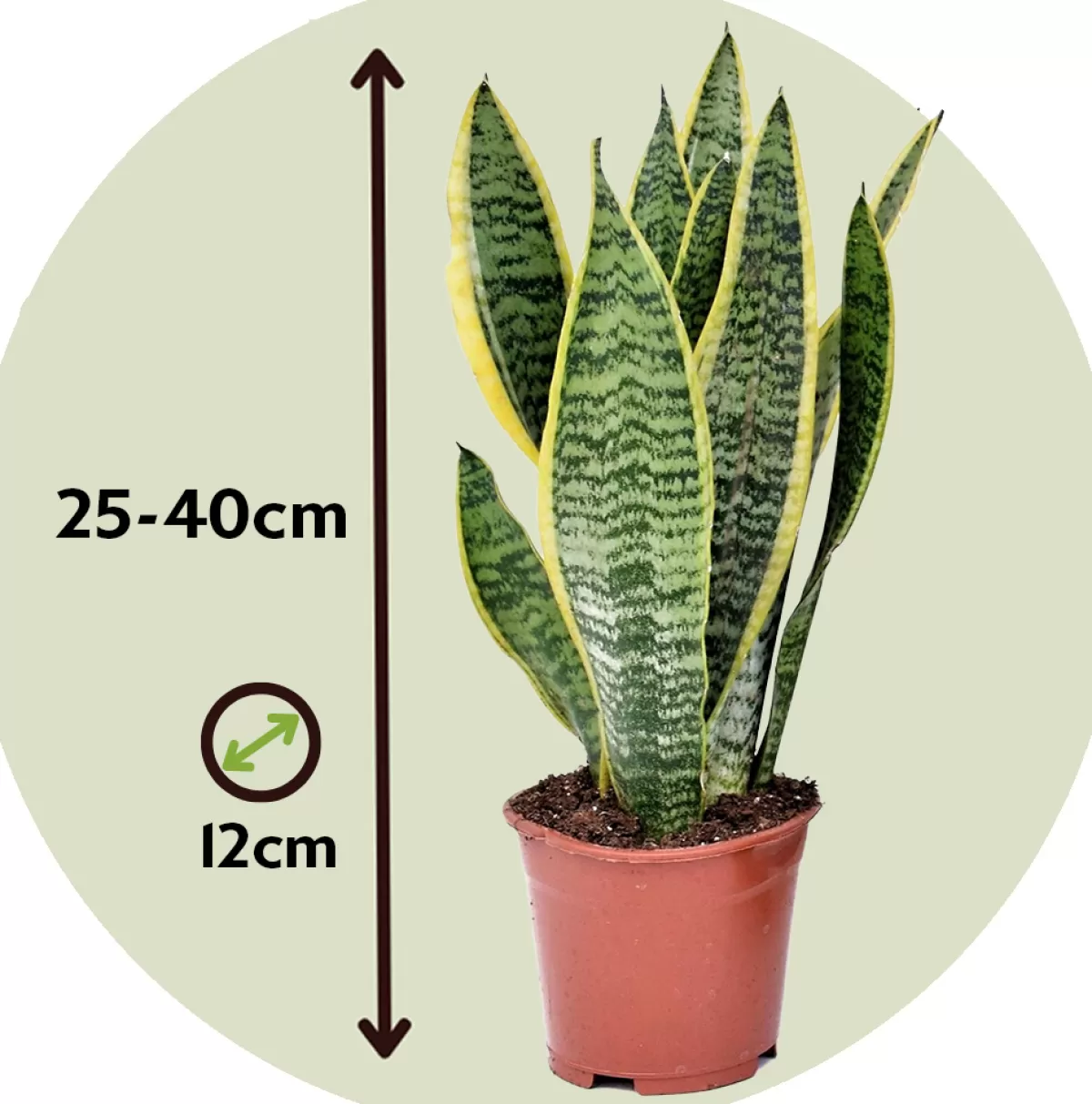 Brico Planten-Sansevieria Laurentii - Set Van 4 - Vrouwentong - Pot 12Cm - Hoogte 30-40Cm