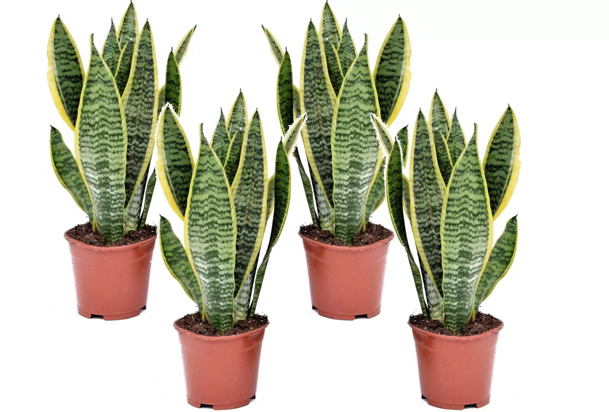 Brico Planten-Sansevieria Laurentii - Set Van 4 - Vrouwentong - Pot 12Cm - Hoogte 30-40Cm