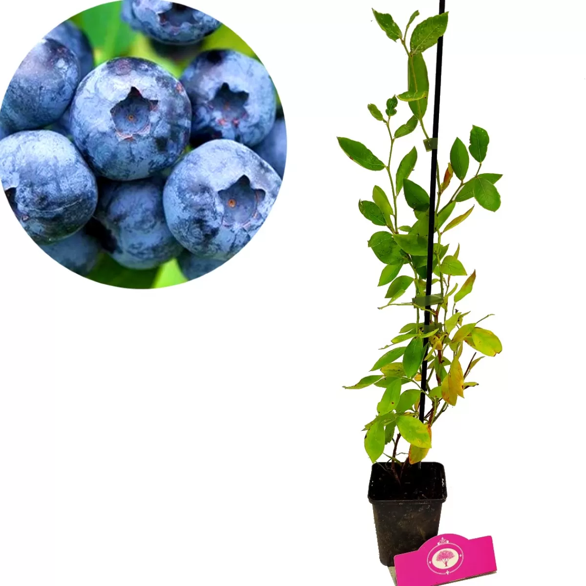 Brico Planten-Schramas.Com Blauwe Bes Vaccinium Corymbosum Blue Crop + Pot 9Cm