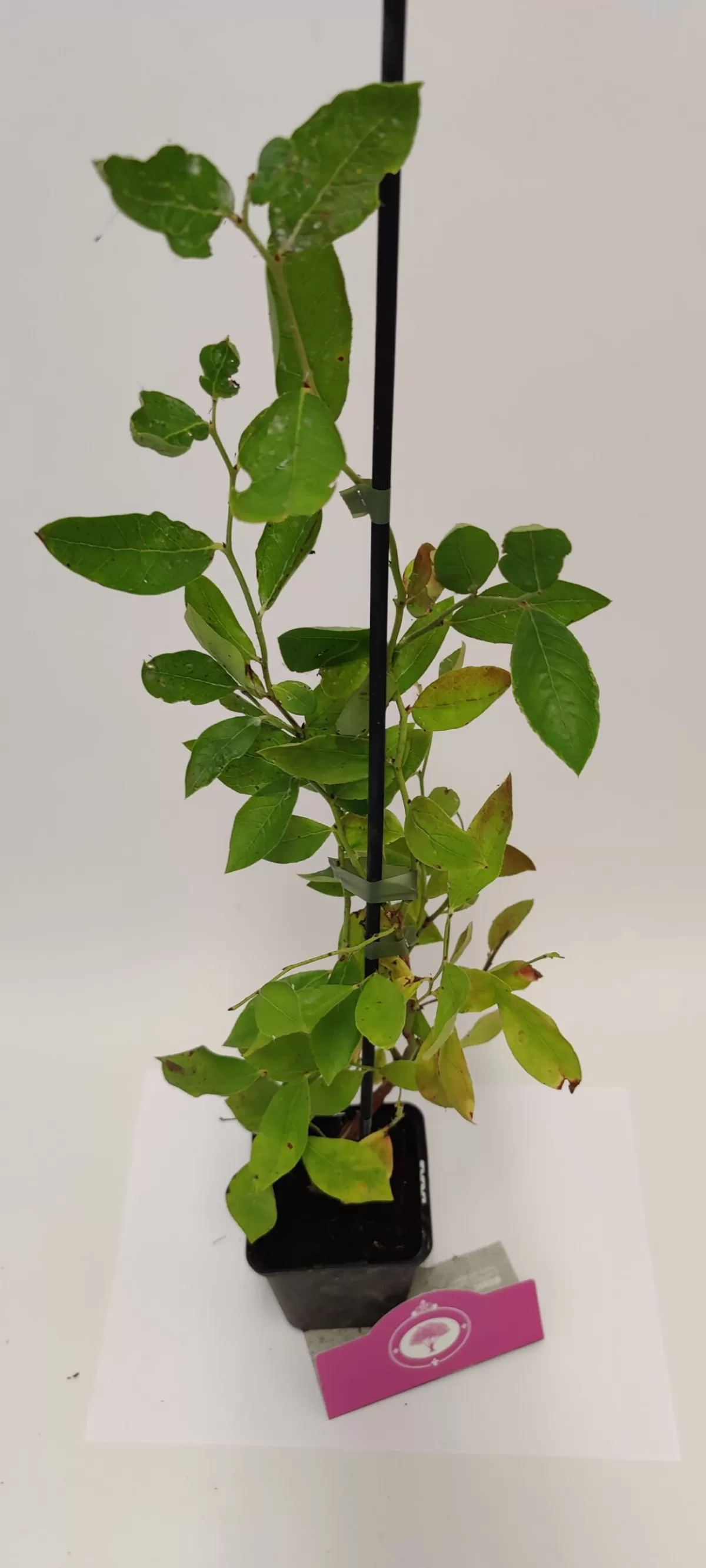 Brico Planten-Schramas.Com Blauwe Bes Vaccinium Corymbosum Blue Crop + Pot 9Cm