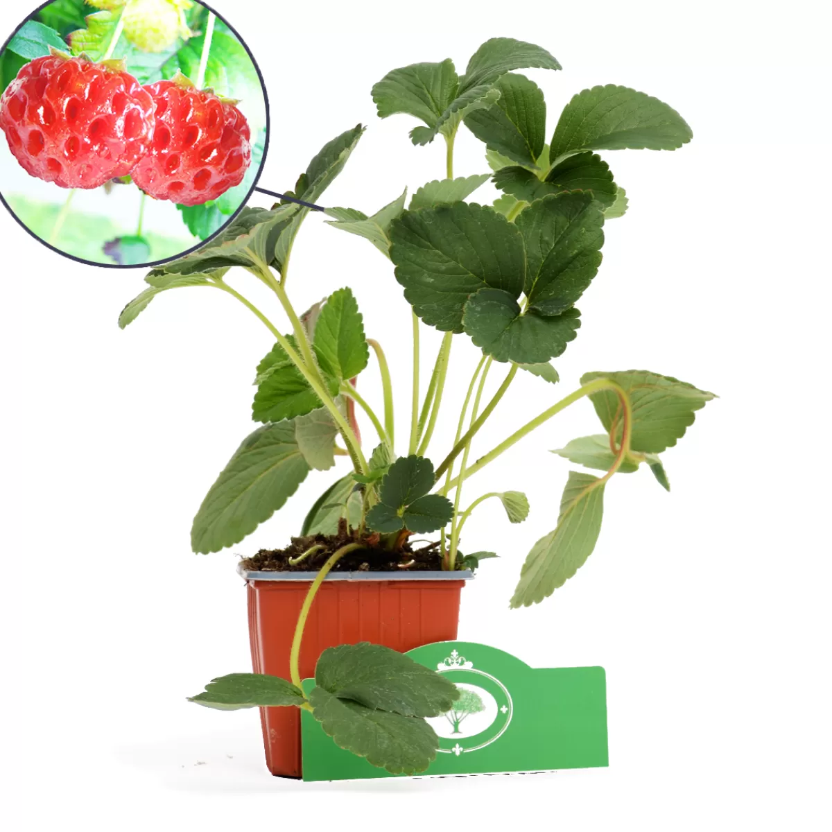 Brico Planten-Schramas.Com Framboos-Aardbei Fragaria Ananassa Framberry + Pot 9Cm 3 Stuks