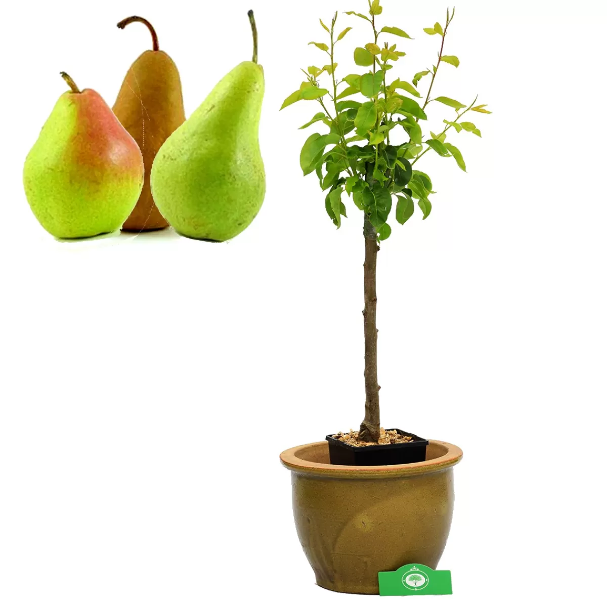 Brico Planten-Schramas.Com Perenboom Pyrus Communis Trio Peer Drie Soorten Aan Een Boom + Pot 19Cm