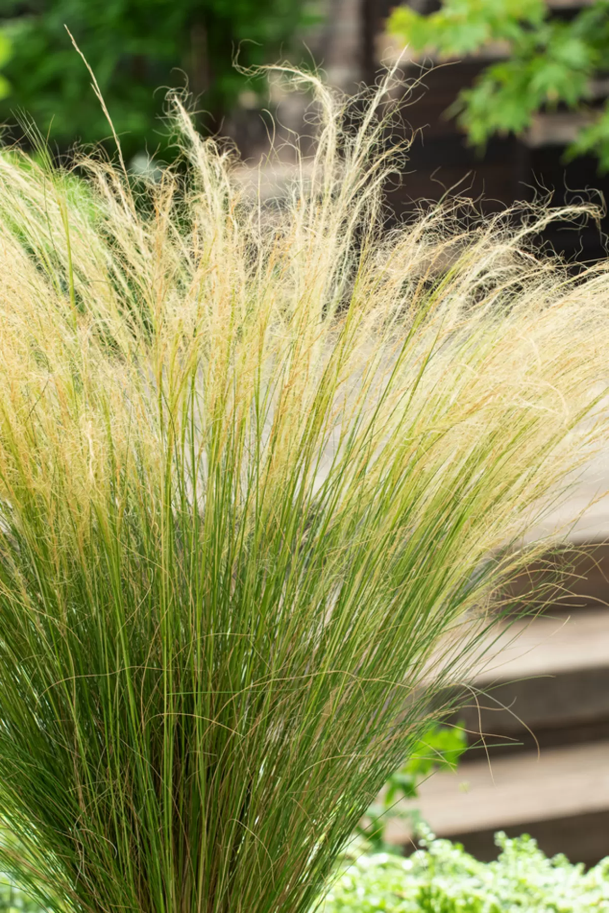 Brico Planten-Stipa Tenuifolia 'Pony Tails' - Set Van 3 - Gras - Pot 9Cm - Hoogte 20-30Cm