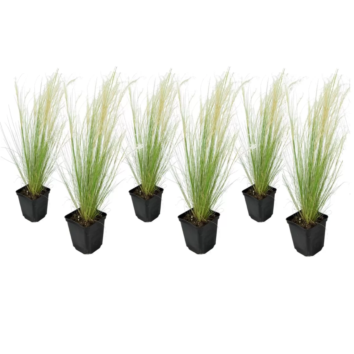 Brico Planten-Stipa Tenuifolia 'Pony Tails' - Set Van 6 - Gras - Pot 9Cm - Hoogte 20-30Cm