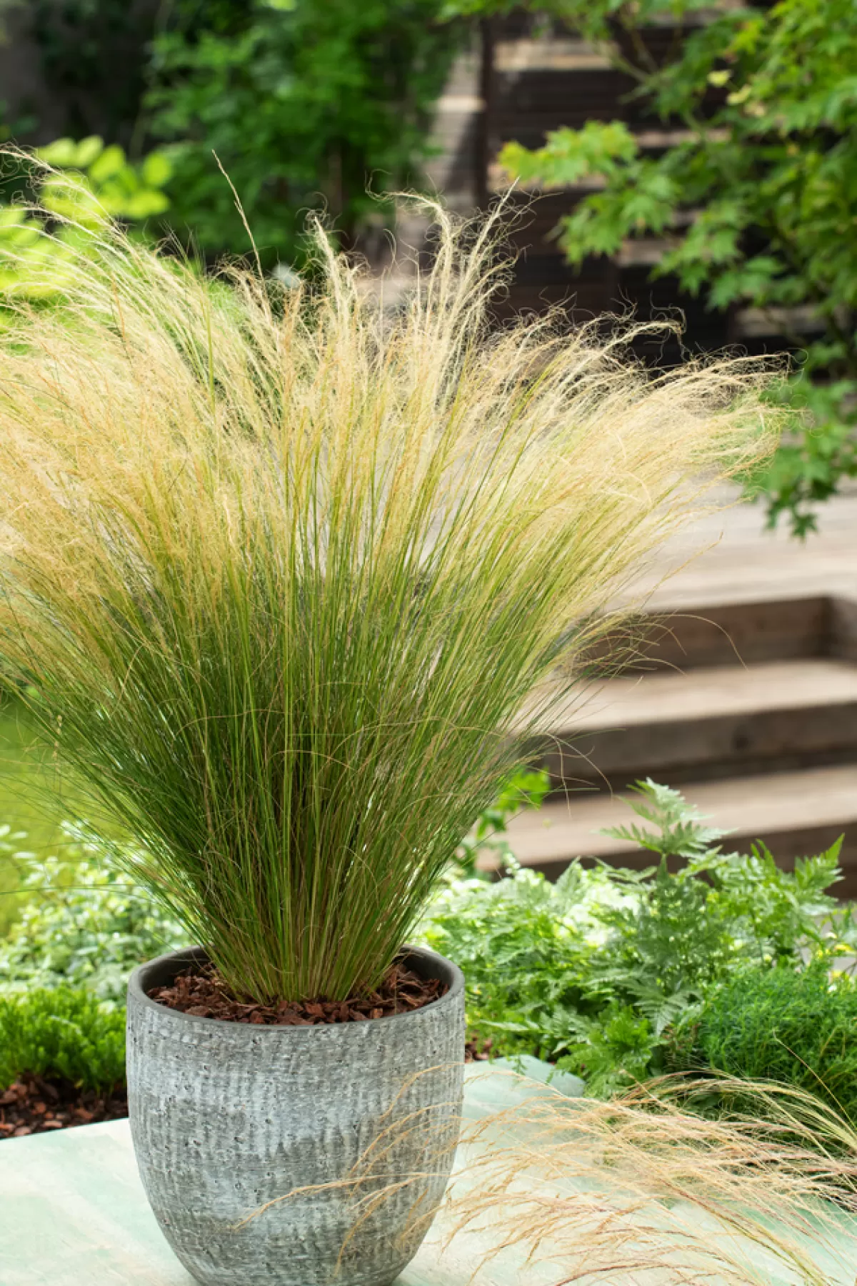 Brico Planten-Stipa Tenuifolia 'Pony Tails' - Set Van 9 - Gras - Pot 9Cm - Hoogte 20-30Cm