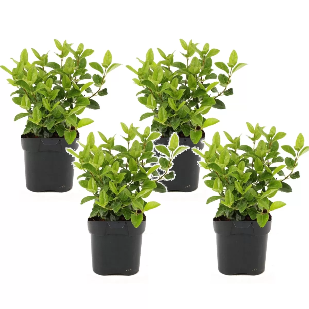Brico Planten-Viburnum Tinus - Set Van 4 - Groenblijvend - Pot 17Cm - Hoogte 25-40Cm
