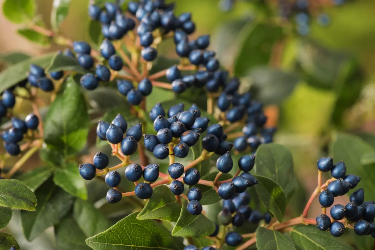 Brico Planten-Viburnum Tinus - Set Van 4 - Groenblijvend - Pot 17Cm - Hoogte 25-40Cm