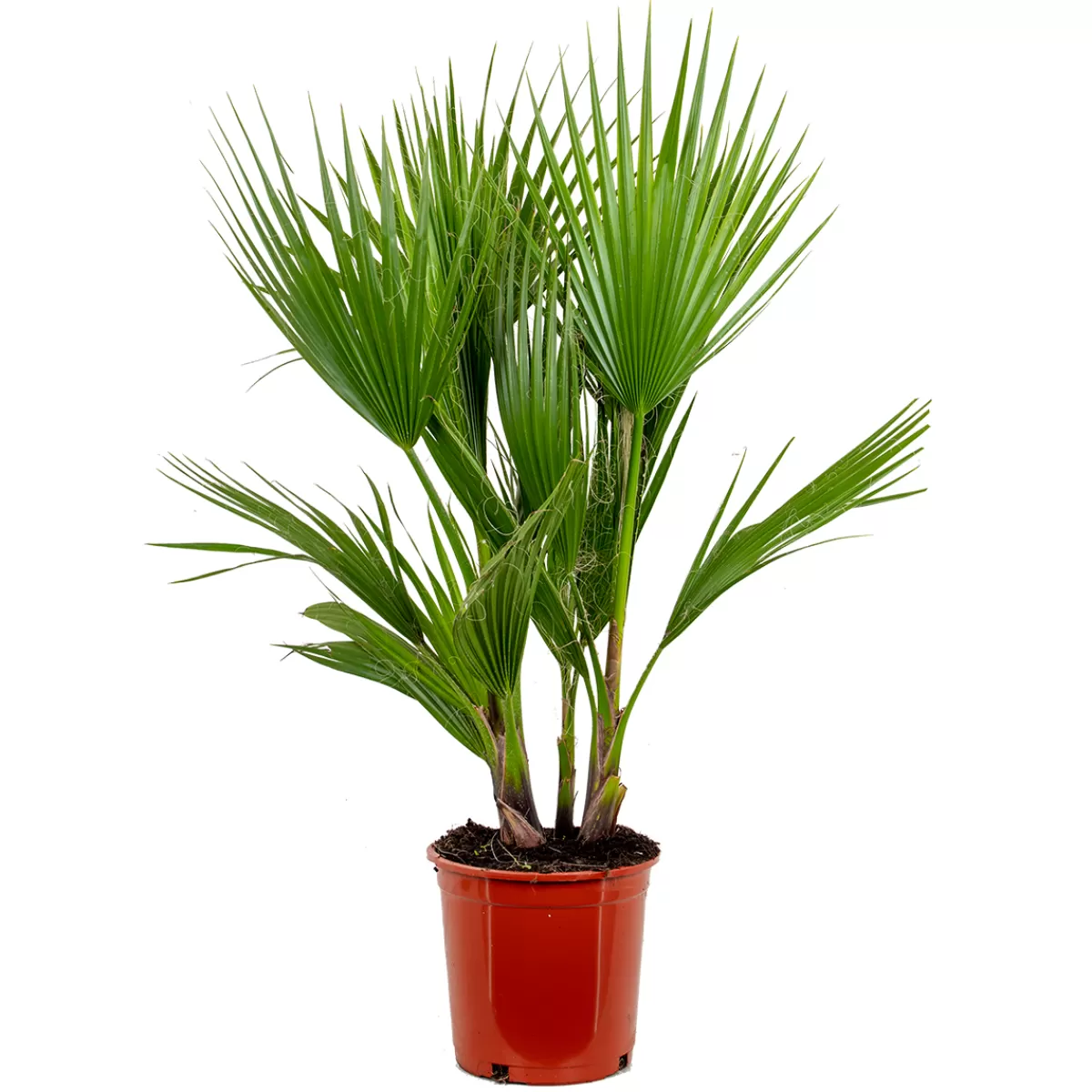 Brico Planten-Washingtonia Robusta - Mexicaanse Waaierpalm - Palm - Groenblijvend - 21 Cm – ↕80-100 Cm
